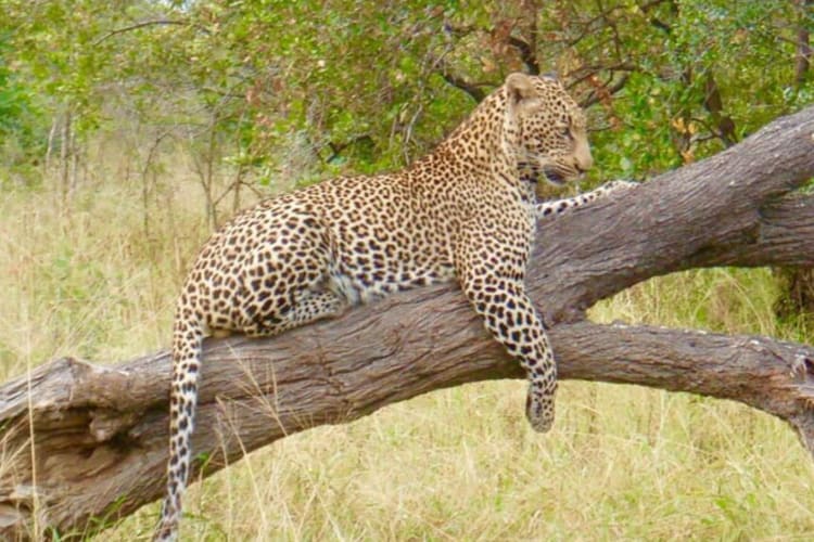 Local wildlife